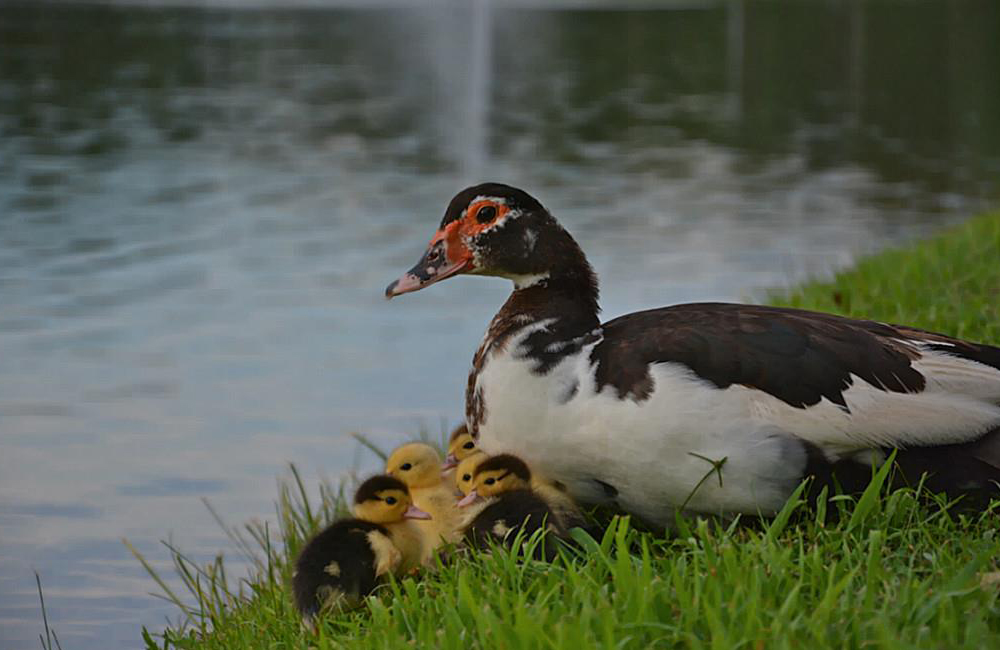 Cinco Ducks